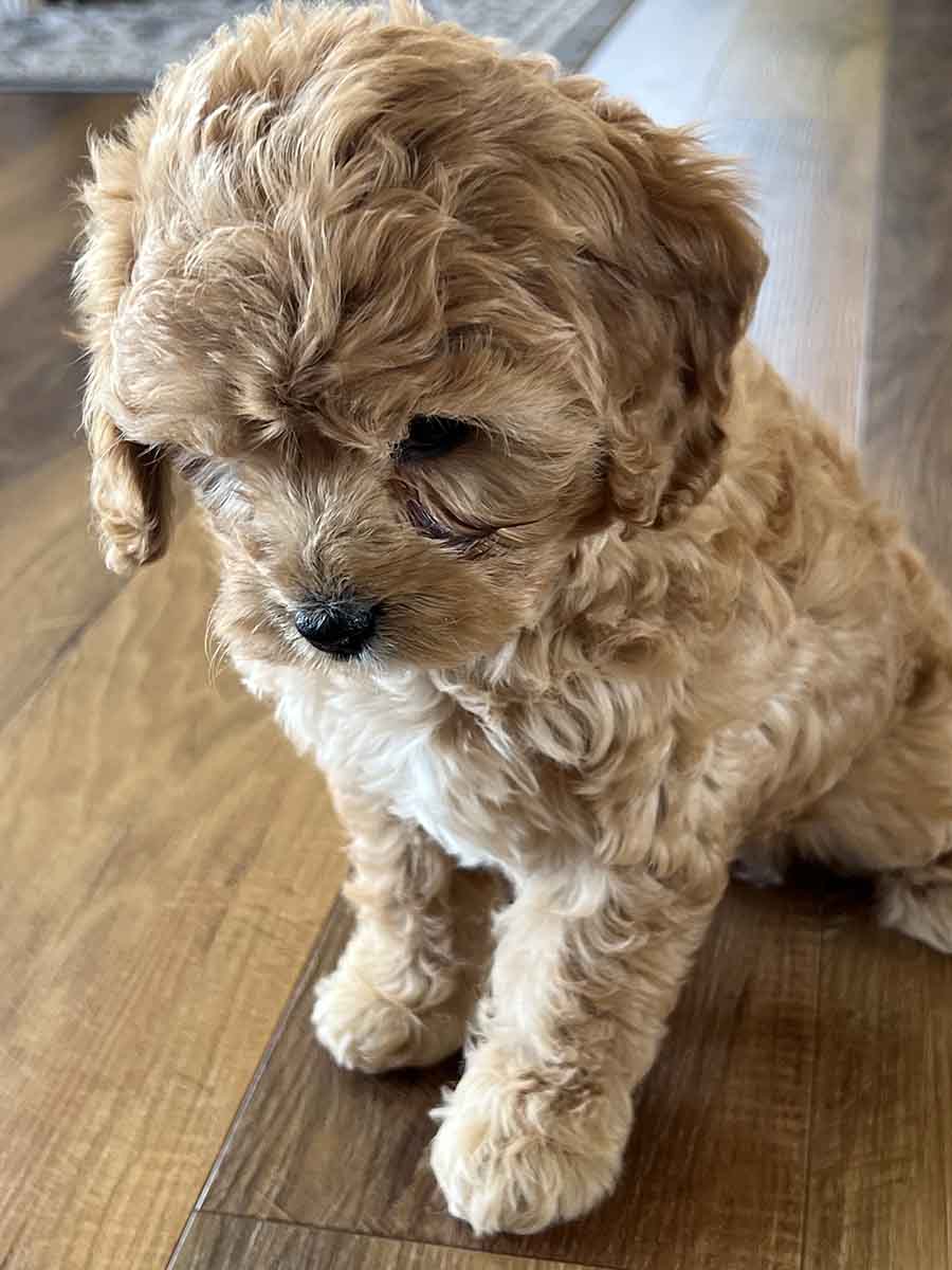 Boston - F1 Cavapoo Boy - Image 4