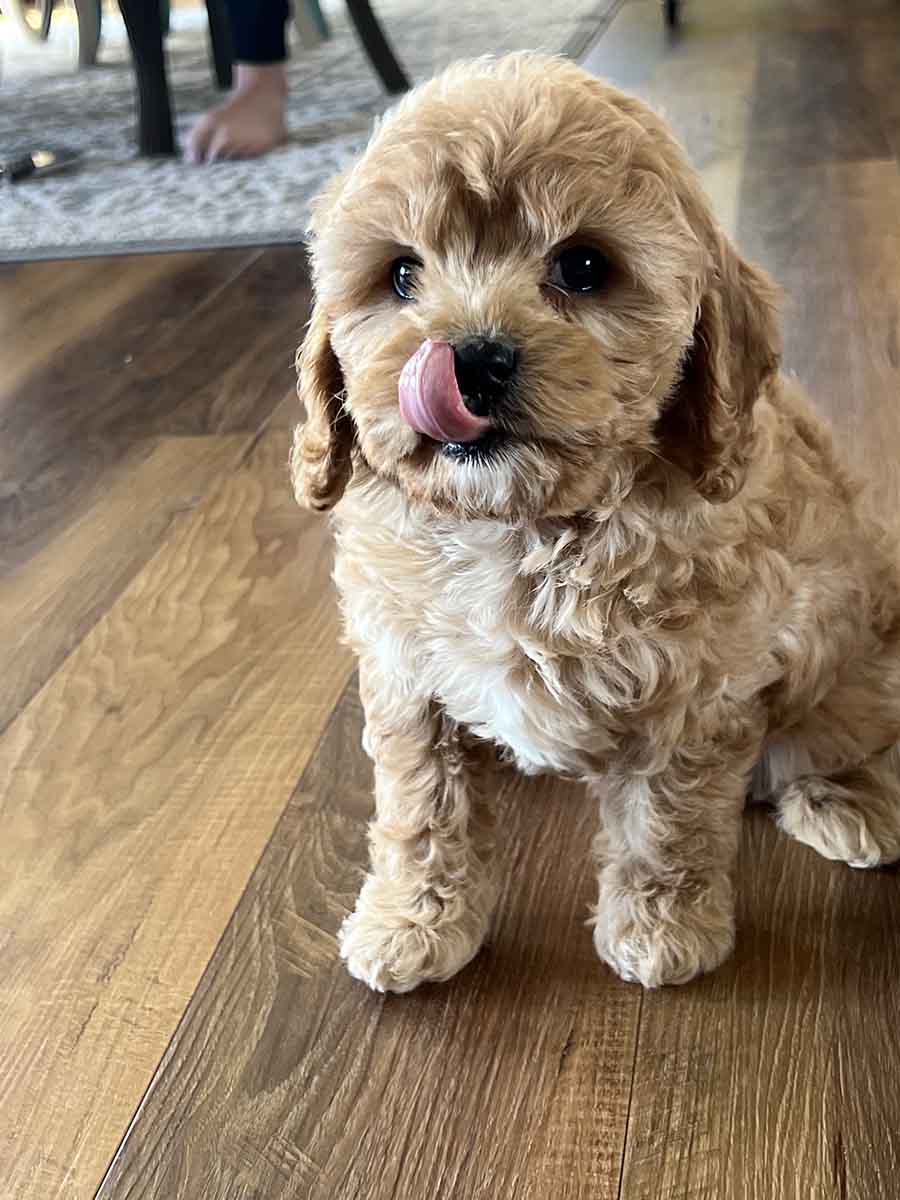 Boston - F1 Cavapoo Boy - Image 3