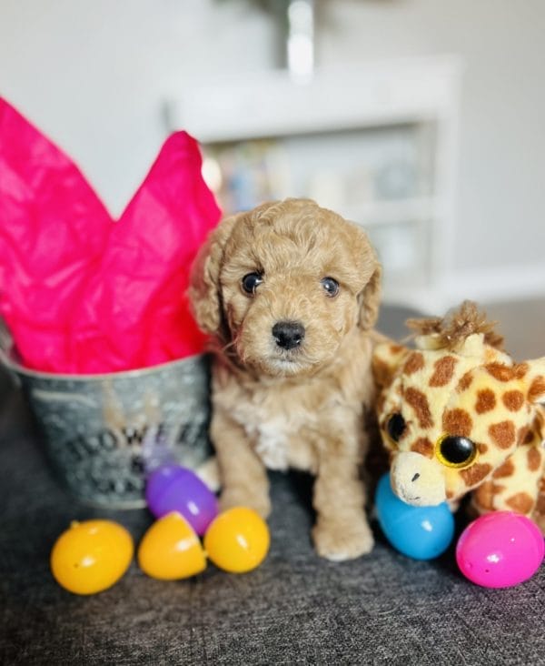 Olive - Teacup Goldendoodle Girl
