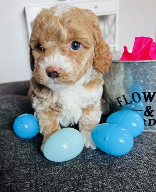 Bridger - Teacup Goldendoodle Boy