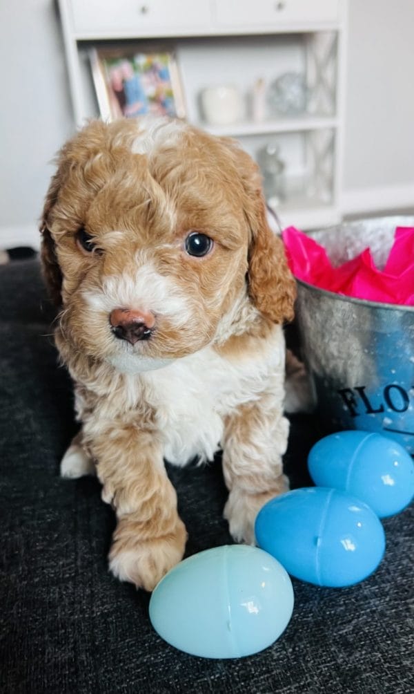 Bridger - Teacup Goldendoodle Boy - Image 2