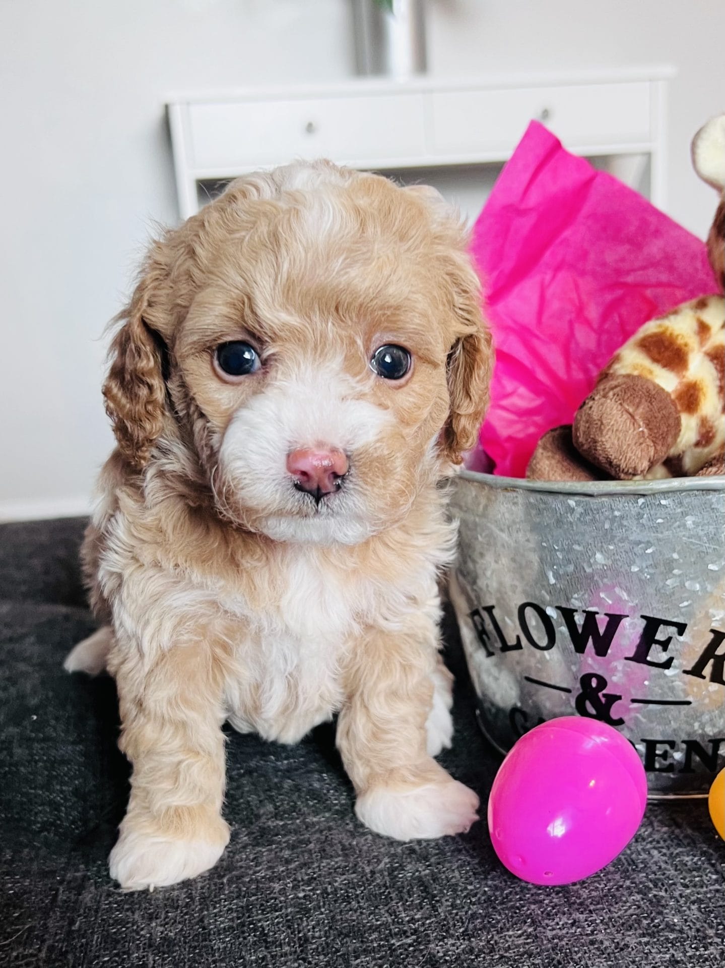 Lulu - Teacup Goldendoodle Girl - Image 6