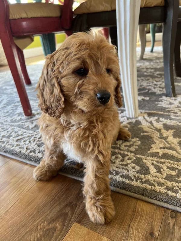 Houston - F1 Cavapoo Boy - Image 4