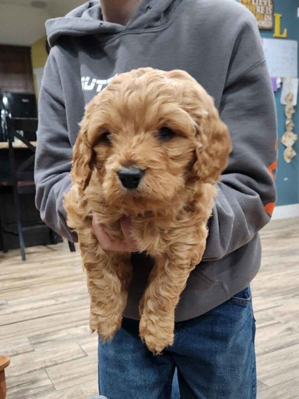 Houston - F1 Cavapoo Boy - Image 9