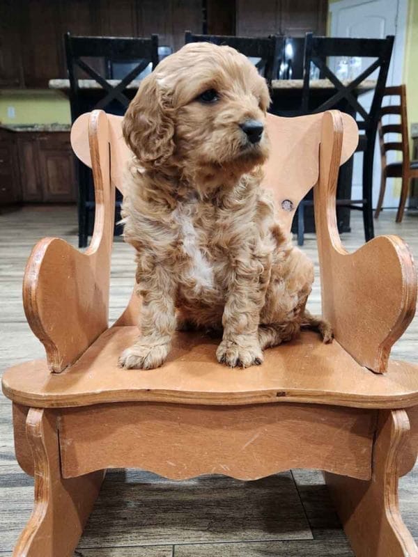 Houston - F1 Cavapoo Boy - Image 8