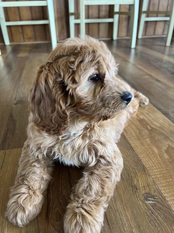 Houston - F1 Cavapoo Boy - Image 6