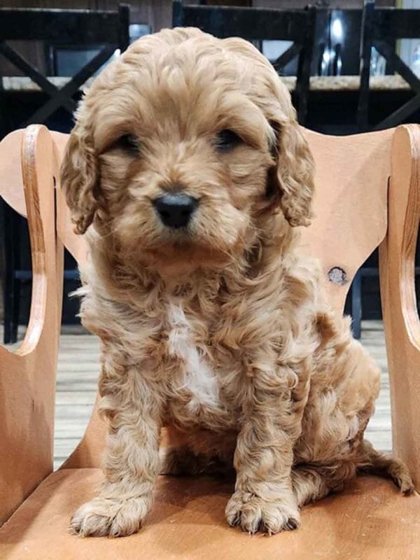 Houston - F1 Cavapoo Boy - Image 7