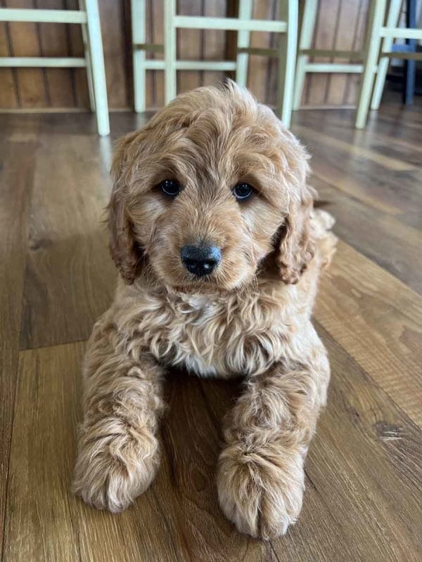 Houston - F1 Cavapoo Boy