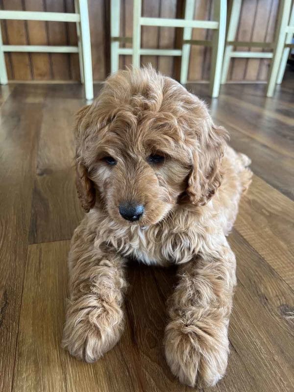 Houston - F1 Cavapoo Boy - Image 3