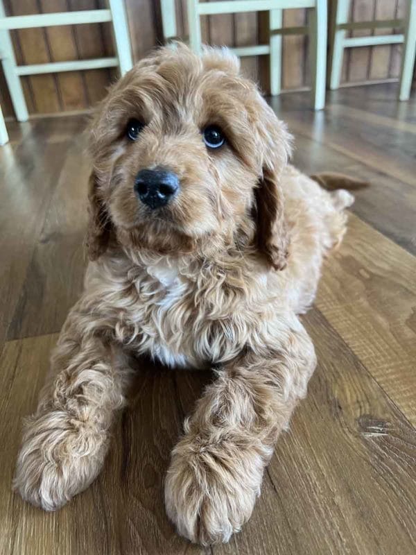 Houston - F1 Cavapoo Boy - Image 2