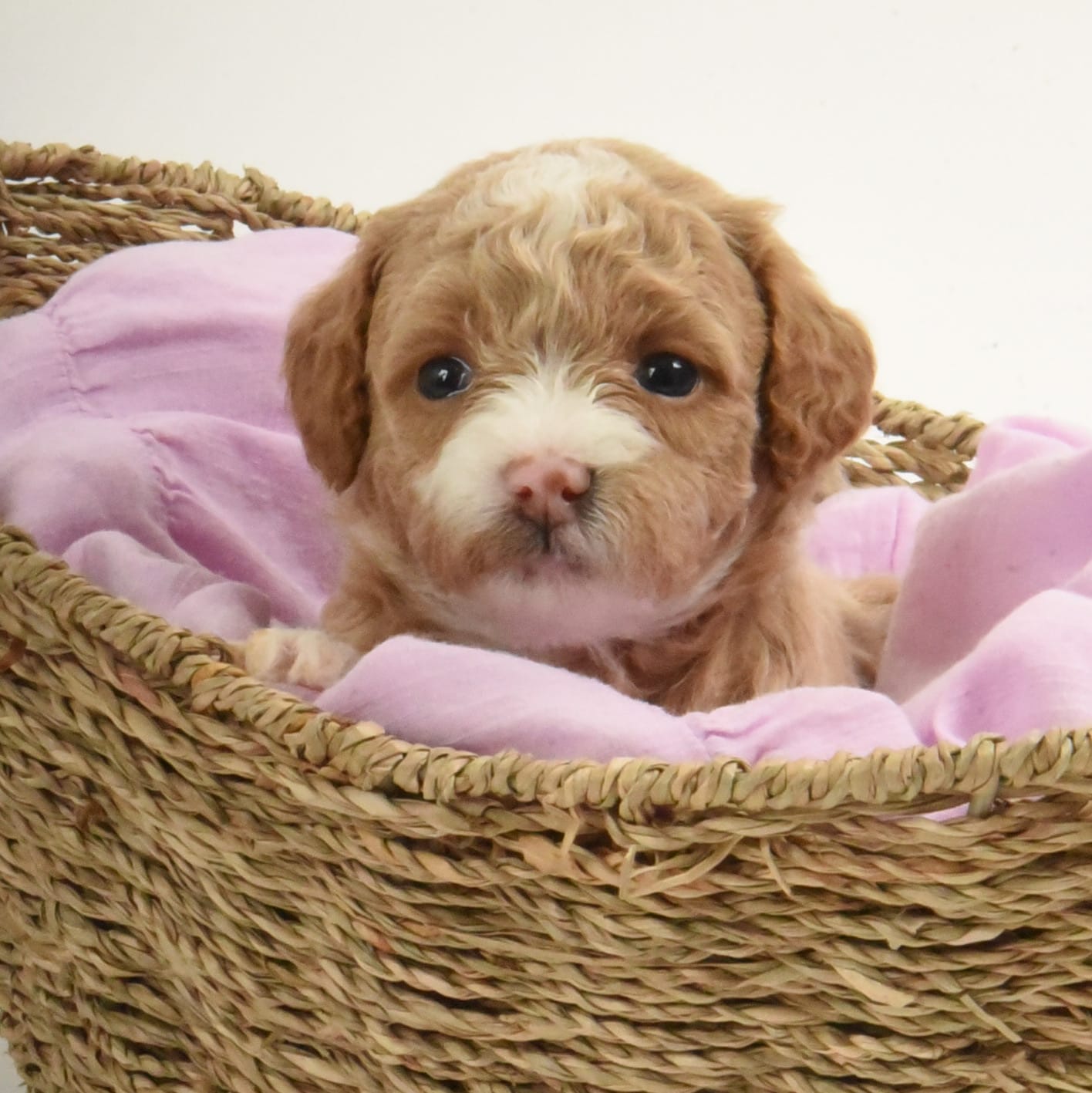 Lulu - Teacup Goldendoodle Girl - Image 3