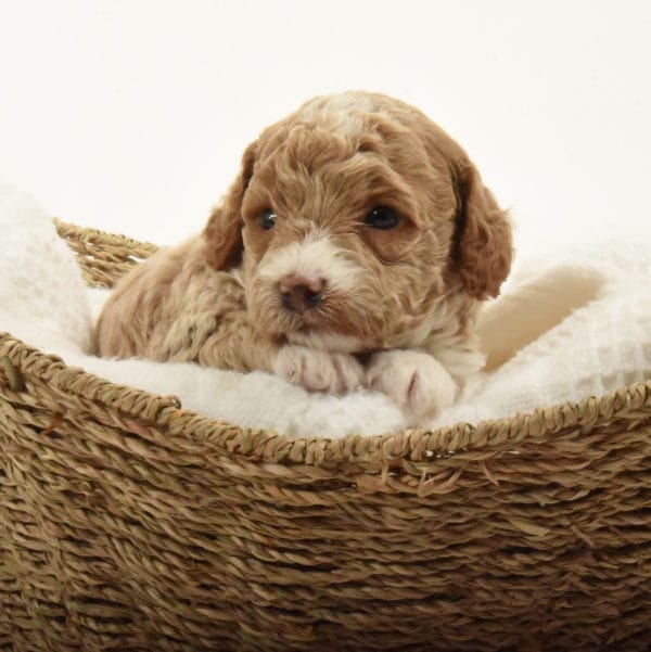 Bridger - Teacup Goldendoodle Boy - Image 6