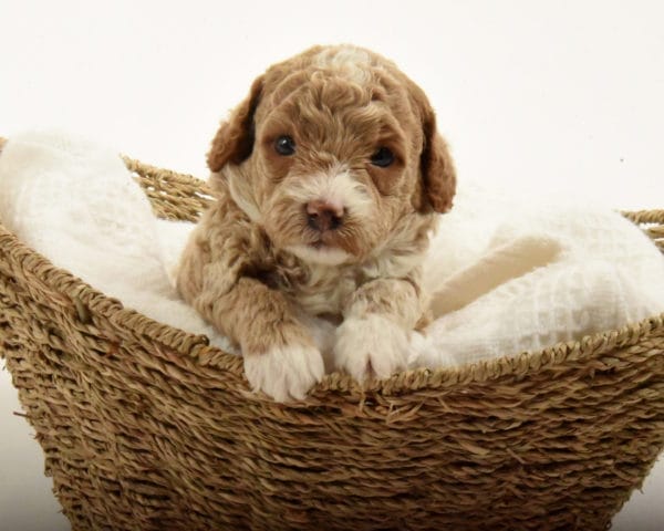 Bridger - Teacup Goldendoodle Boy - Image 5