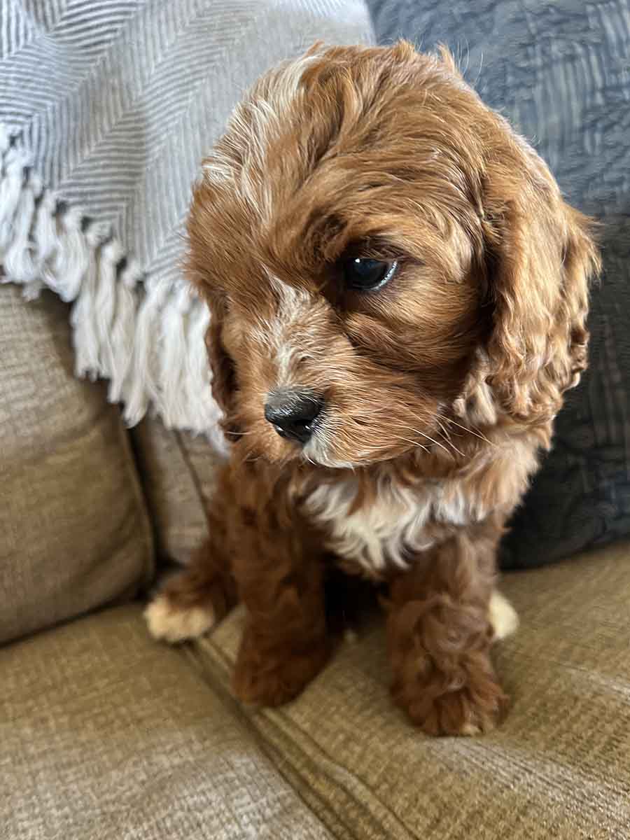 Mesa - F1 Cavapoo Girl - Image 6