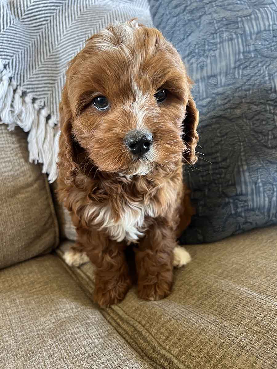 Mesa - F1 Cavapoo Girl - Image 5