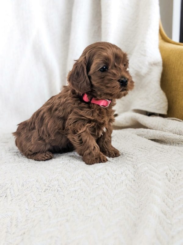 Poppy - Teacup Goldendoodle Girl - Image 2