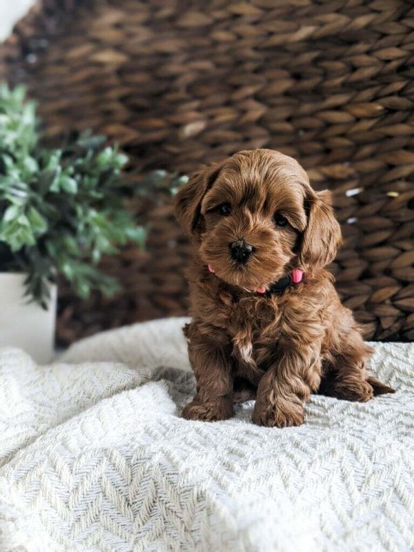 Poppy - Teacup Goldendoodle Girl - Image 3