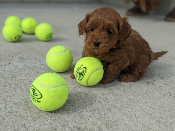 Poppy - Teacup Goldendoodle Girl - Image 6