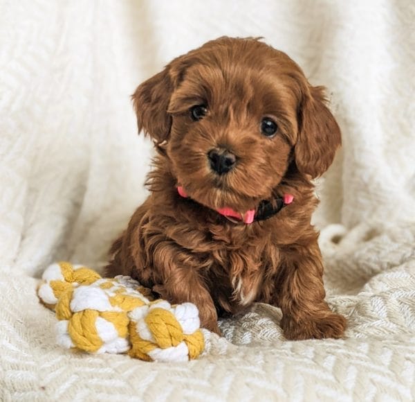 Poppy - Teacup Goldendoodle Girl - Image 7