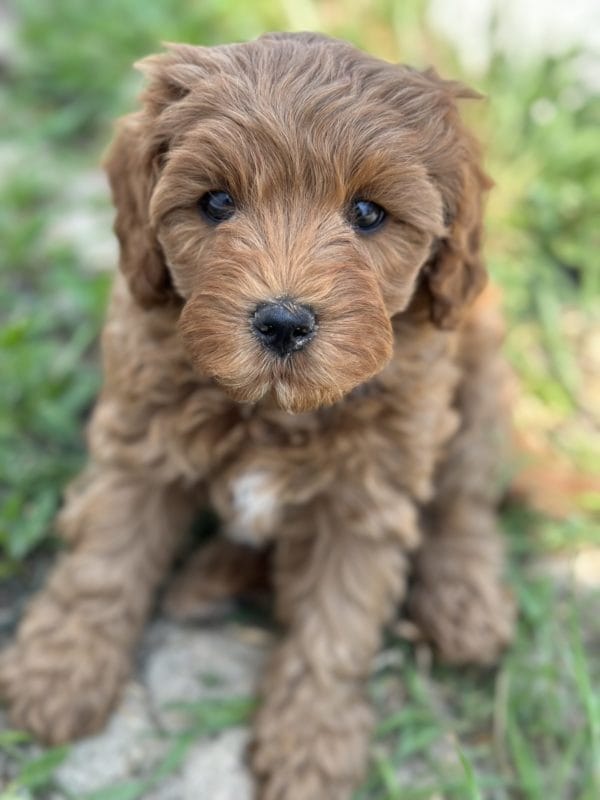 Precious - F1B Toy Cavapoo Girl