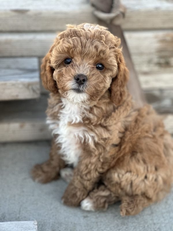 Hope - F1B Teacup Cavapoo Girl