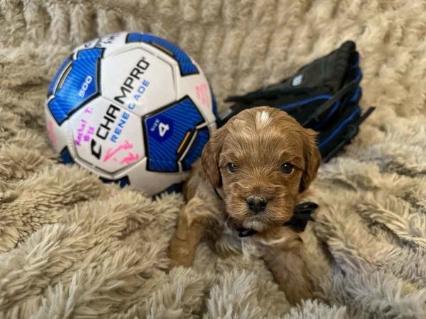 Bob - F1B Toy Cavapoo Boy - Image 2