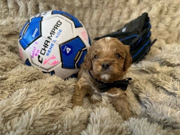 Bob - F1B Toy Cavapoo Boy - Image 3