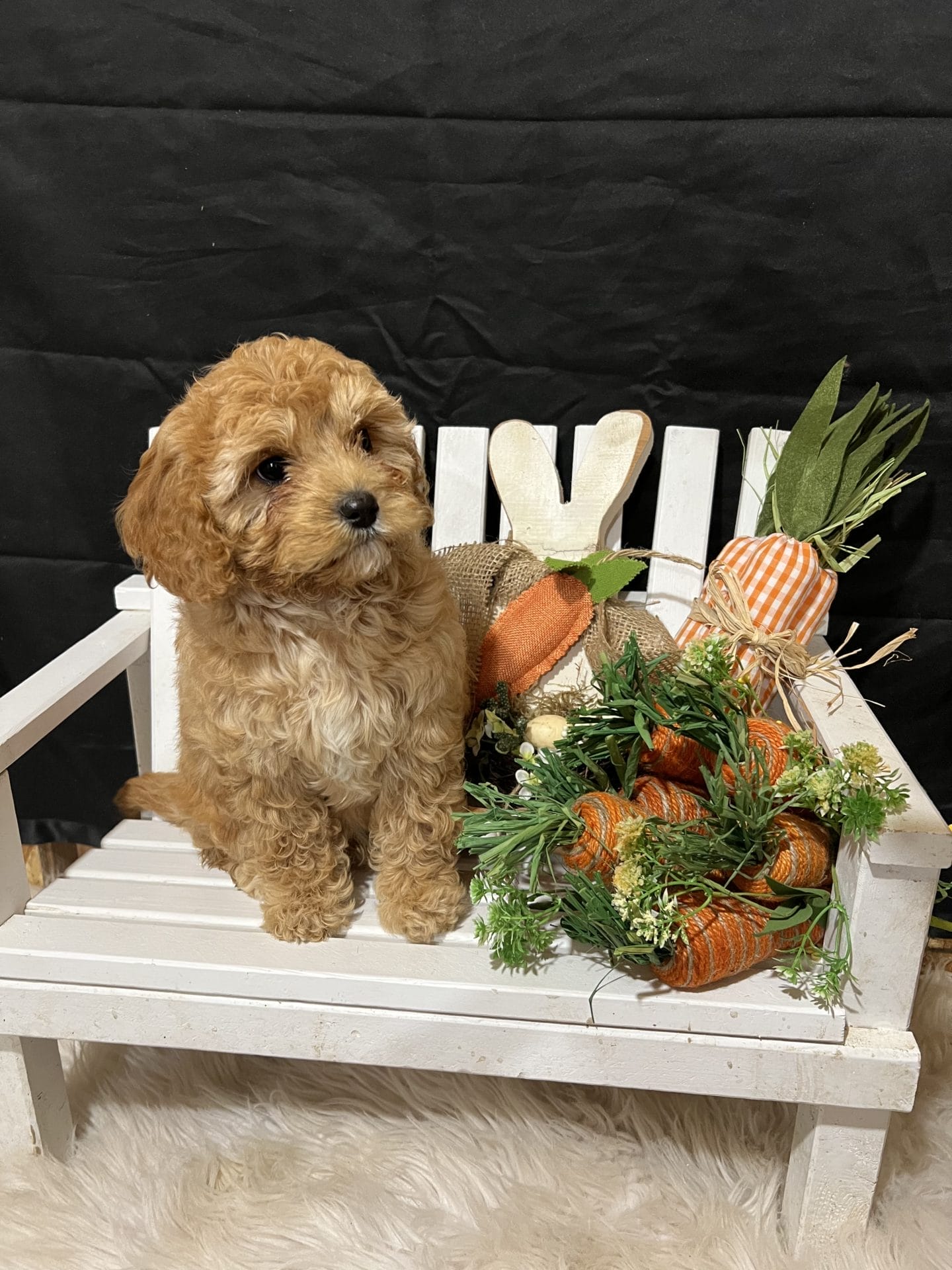 Boston - F1 Cavapoo Boy