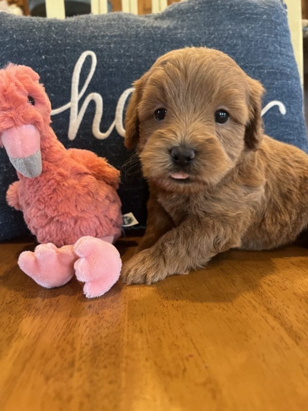 Coco - Toy Goldendoodle Girl - Image 2