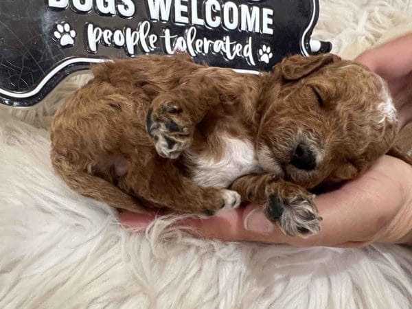 Floyd - Teacup Goldendoodle Boy - Image 5