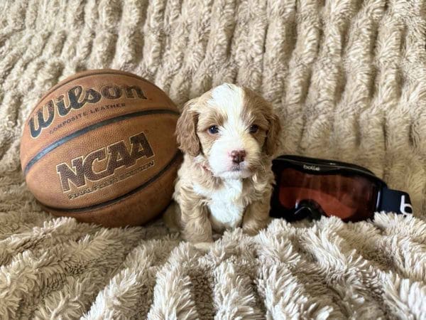 Groot - F1B Toy Cavapoo Boy - Image 4