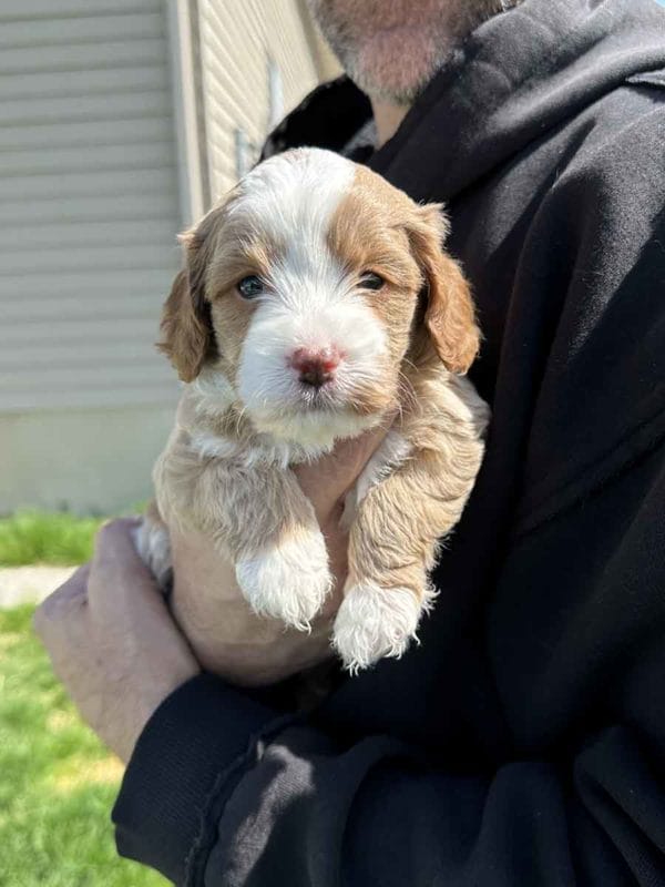 Groot - F1B Toy Cavapoo Boy - Image 2