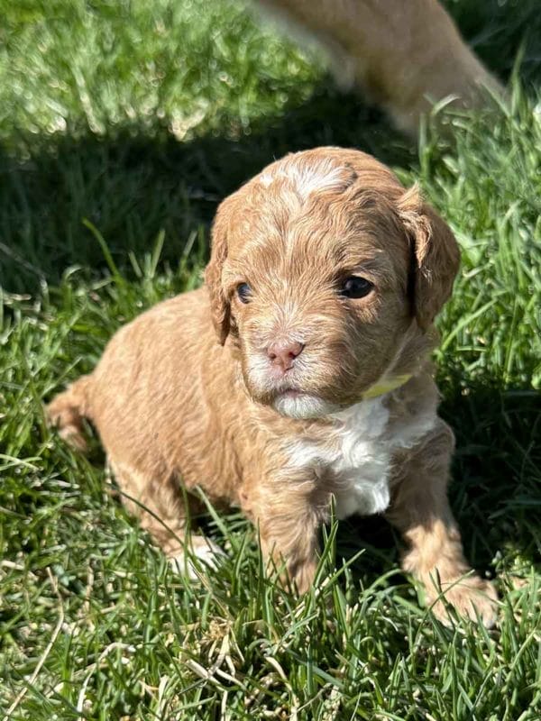 Hope - F1B Teacup Cavapoo Girl - Image 3