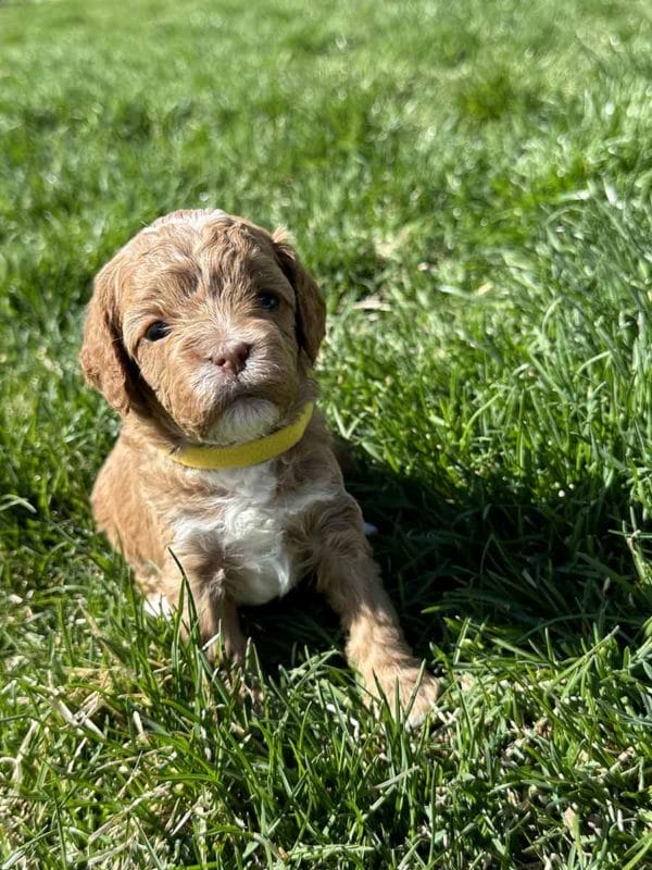 Hope - F1B Teacup Cavapoo Girl - Image 4