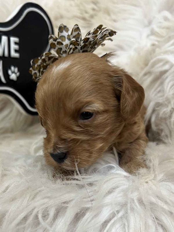 Joplin - Teacup Goldendoodle Girl - Image 4