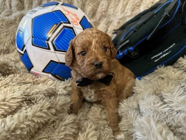 Roger - F1B Toy Cavapoo Boy - Image 2