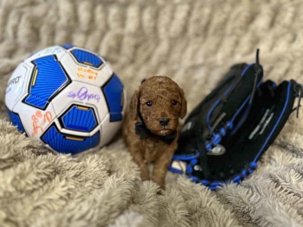 Spook - F1B Toy Cavapoo Boy - Image 3
