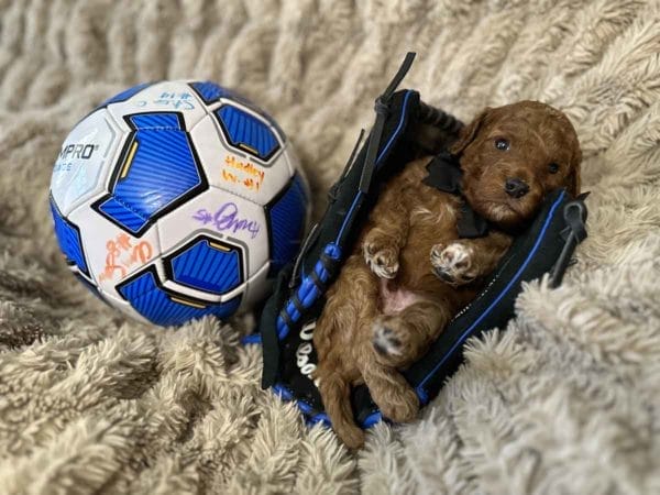Spook - F1B Toy Cavapoo Boy - Image 2