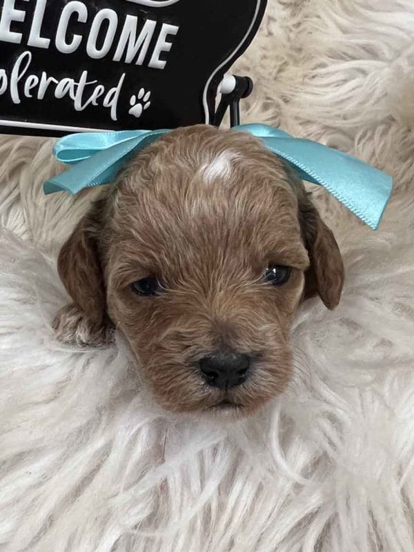 Stevie - Teacup Goldendoodle Girl - Image 5