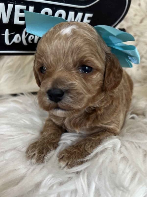 Stevie - Teacup Goldendoodle Girl - Image 4