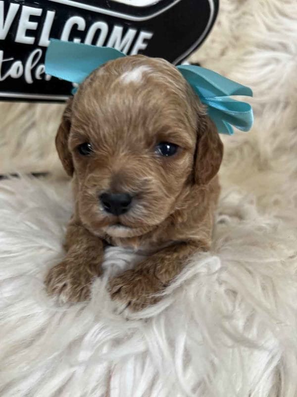 Stevie - Teacup Goldendoodle Girl - Image 3