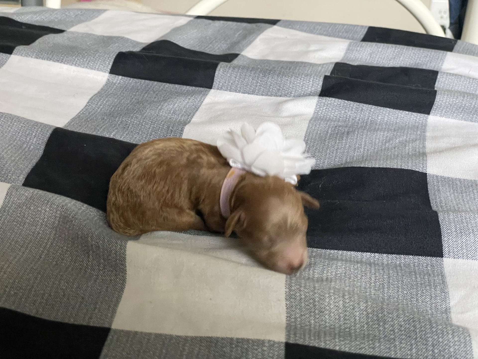 Sandy - Micro Goldendoodle Girl - Image 3