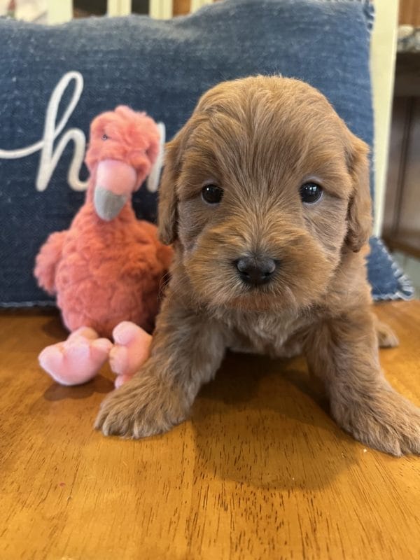 Coco - Toy Goldendoodle Girl - Image 5