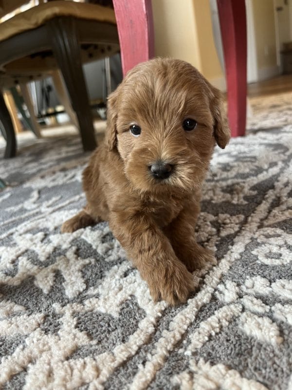 Coco - Toy Goldendoodle Girl - Image 6