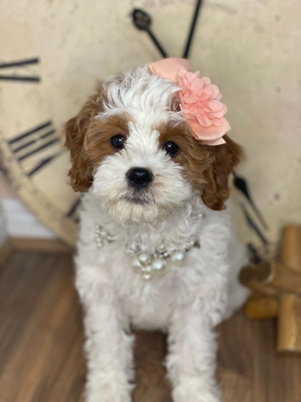 Channel - Teacup Cavapoo Girl - Image 10