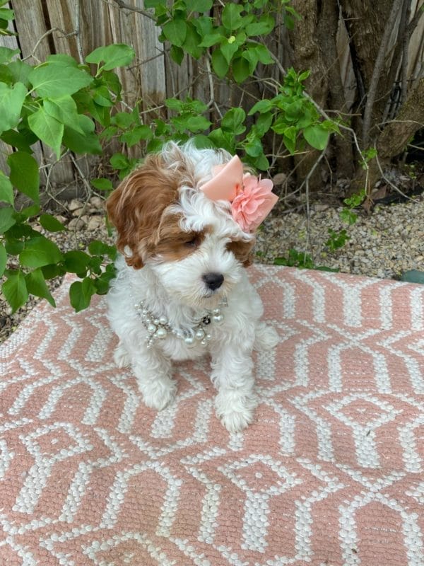 Channel - Teacup Cavapoo Girl - Image 3