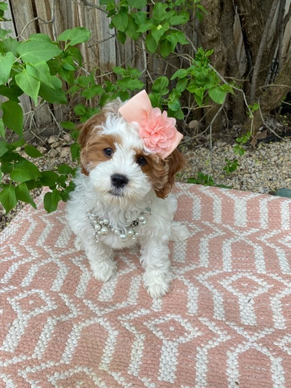 Channel - Teacup Cavapoo Girl - Image 2