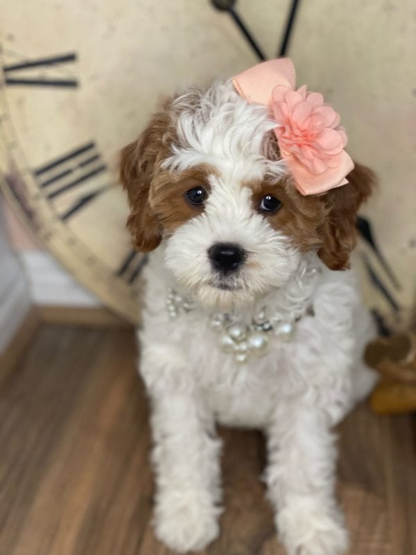 Channel - Teacup Cavapoo Girl - Image 9