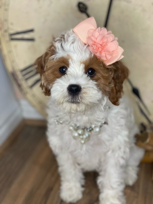 Channel - Teacup Cavapoo Girl - Image 8