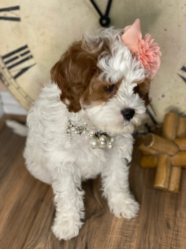 Channel - Teacup Cavapoo Girl - Image 7